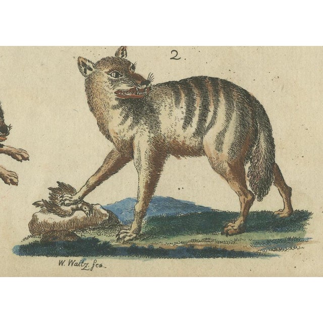 Bertuch, Wild Canines and Hyenas, 1800, Handcolored Engraving For Sale - Image 3 of 7