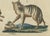 Bertuch, Wild Canines and Hyenas, 1800, Handcolored Engraving For Sale - Image 3 of 7
