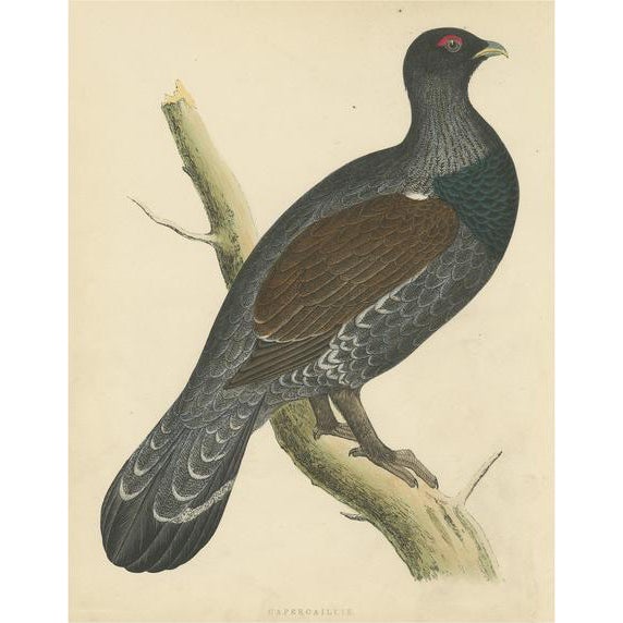 Beverly Robinson Morris, Illustration of a Capercaillie, 1855, Print For Sale