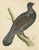Beverly Robinson Morris, Illustration of a Capercaillie, 1855, Print For Sale