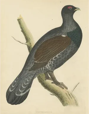 Beverly Robinson Morris, Illustration of a Capercaillie, 1855, Print