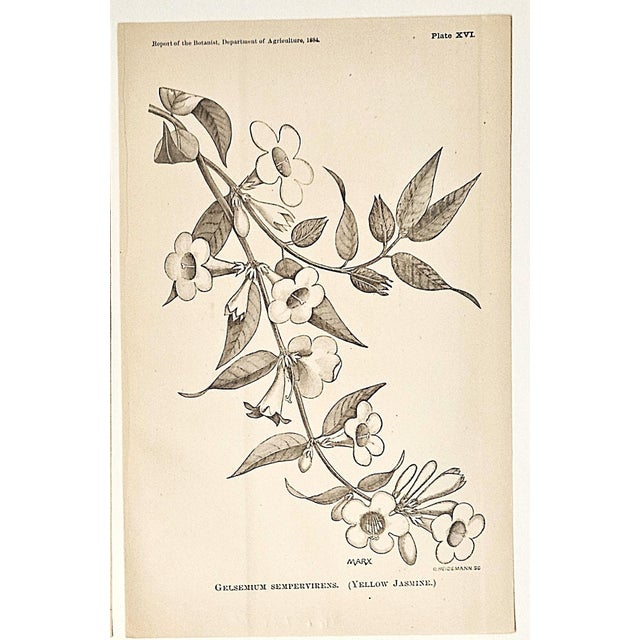 1884 Set of 4 Antique Natural History Botanical Lithographs For Sale - Image 4 of 5