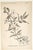 1884 Set of 4 Antique Natural History Botanical Lithographs For Sale - Image 4 of 5