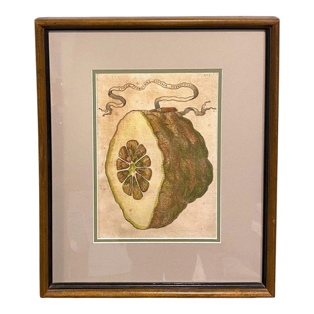Giovanni Battista Ferrari Hesperides 1646 Botanical Citrus Engraving – “Limon Sponginus Liguria Verrucosus” Rare Scientific Fruit Study Print For Sale