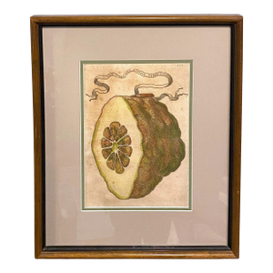 Giovanni Battista Ferrari Hesperides 1646 Botanical Citrus Engraving – “Limon Sponginus Liguria Verrucosus” Rare Scientific Fruit Study Print