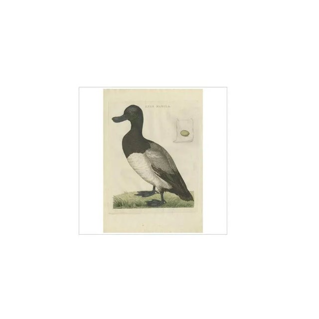 Sepp & Nozeman, Greater Scaup, 1797, Paper For Sale - Image 3 of 5