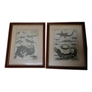 Pair Antique Circa 1789 Natural History Engravings, Reptiles, Lizards, Alligators For Sale