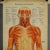 A rare 19th century anatomical wall chart depicting human musculature and internal organs. With removable multicolored...