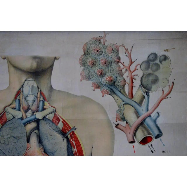 Vintage Swedish E. Hoelemann Antique Anatomical Chart For Sale - Image 4 of 7