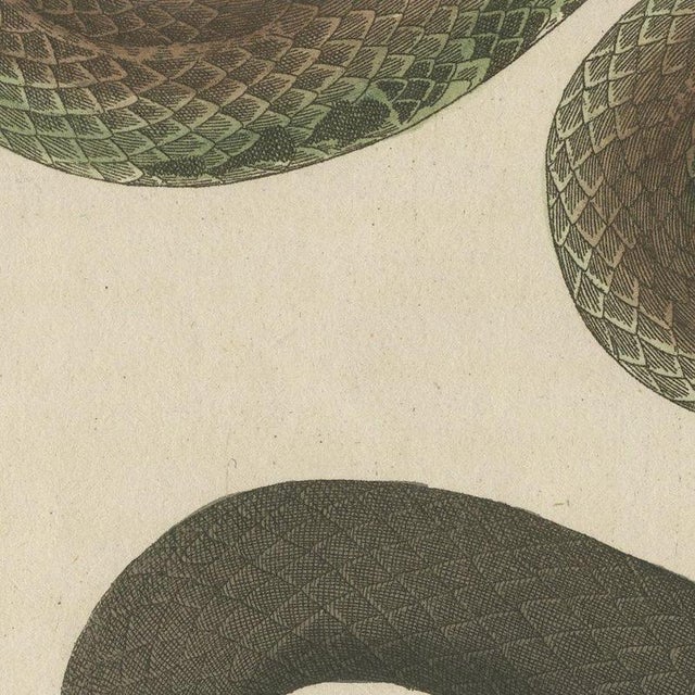 Beige Bertuch, Two Snakes with Open Jaws, 1805, Print For Sale - Image 8 of 12