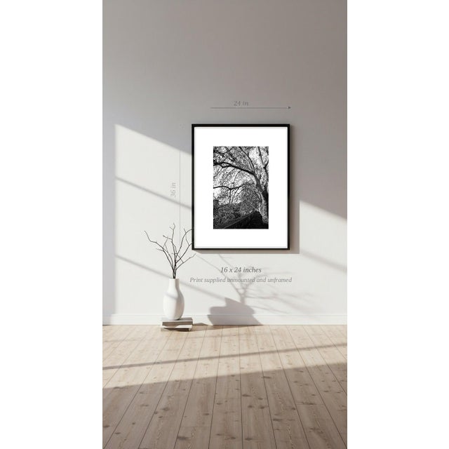 Paul Cooklin, Treeline, River Tiber, Rome, Edition of 50 For Sale - Image 6 of 7