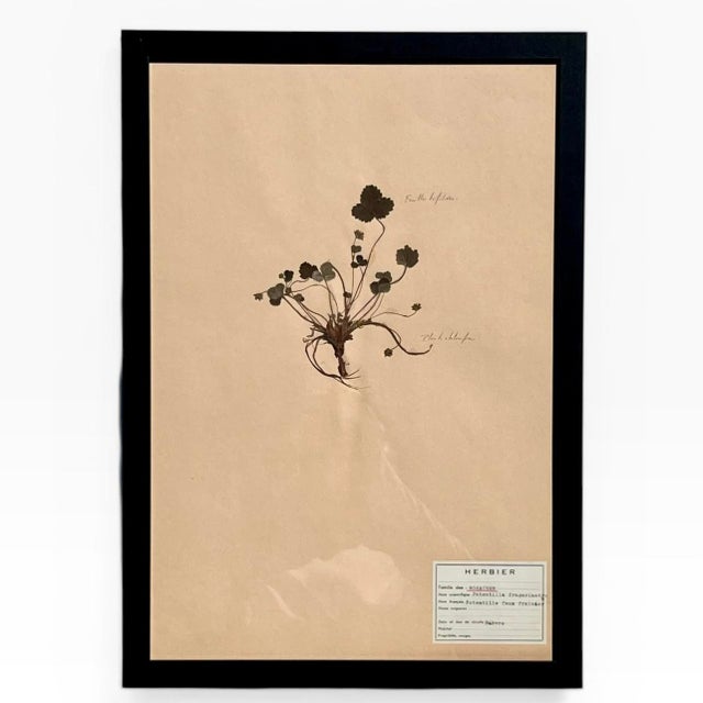 1965 French Herbarium Botanical Specimens – Set of 8 Custom Framed Pressed Botanicals For Sale - Image 9 of 18