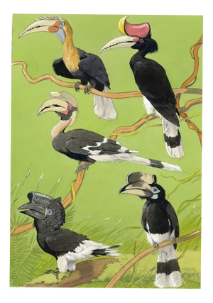 William Neave Parker, Hornbills Bird Illustration, 1890s, Gouache Painting