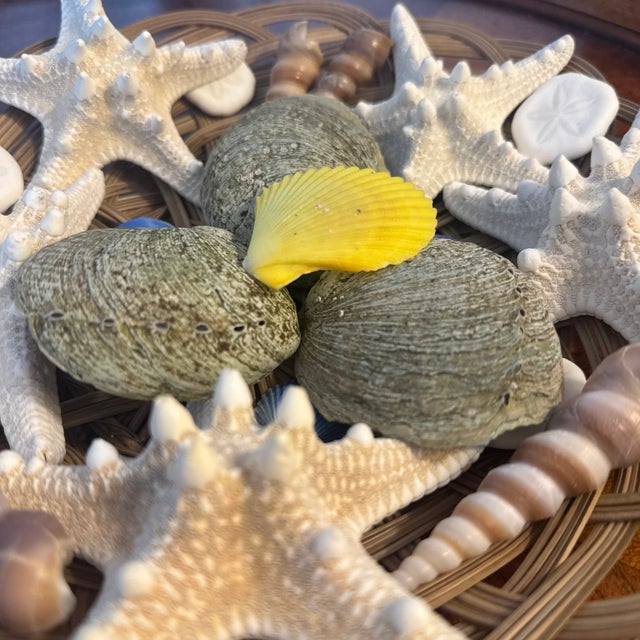 Coastal Curated Maritime Still Life: An Assemblage of Pristine Specimen Seashells and Starfish in Woven Tray For Sale - Image 3 of 8