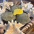 Coastal Curated Maritime Still Life: An Assemblage of Pristine Specimen Seashells and Starfish in Woven Tray For Sale - Image 3 of 8
