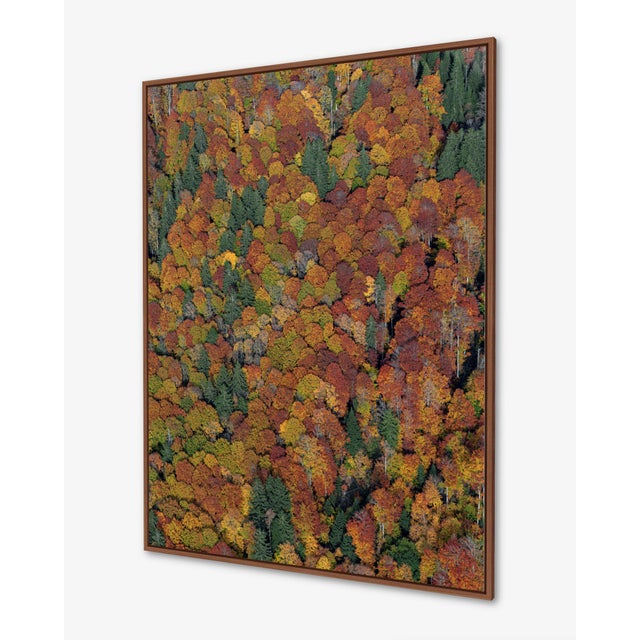 Contemporary "Bavarian_Forest_01" Contemporary Limited Edition Fine Art Photograph by Bernhard Lang For Sale - Image 3 of 9