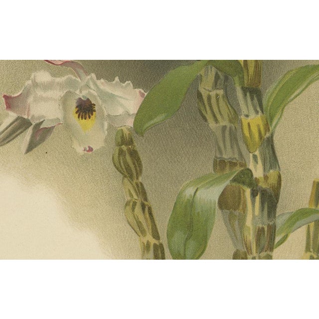 After Henry Moon, Orchid Dendrobium Melanodiscus, 1888, Print For Sale - Image 4 of 10