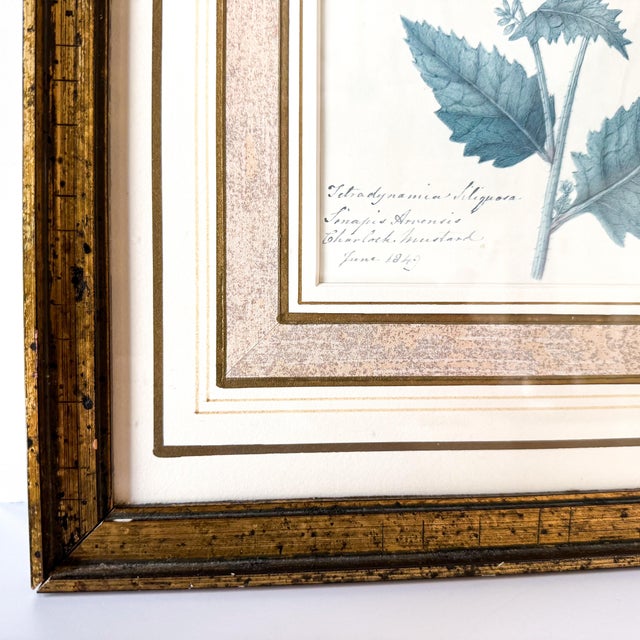 A beautifully presented pair of framed botanical specimen reproductions, taken from mid-19th-century hand-labeled studies...