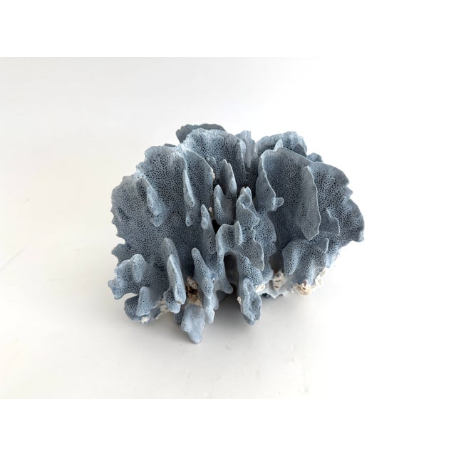 1990s Natural Blue Coral Specimen For Sale - Image 5 of 7