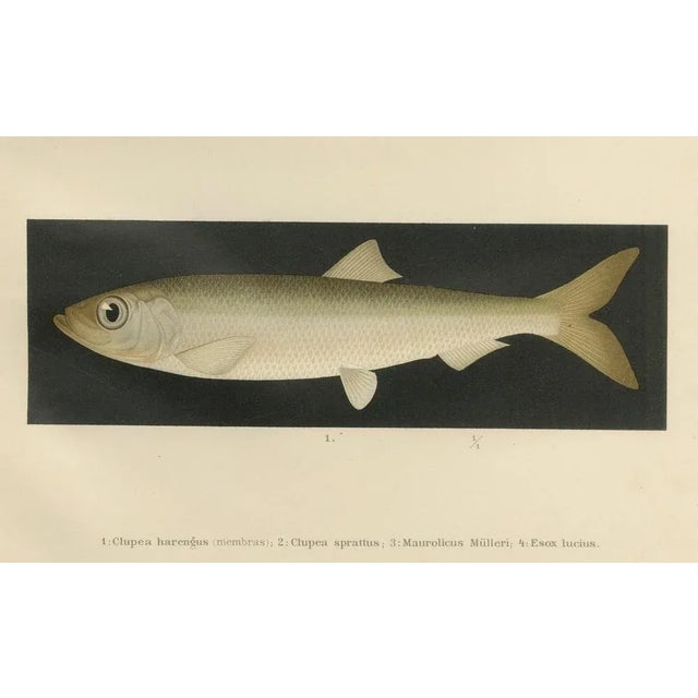 Herring, Sprat, Müller's Pearlside and Pike, 1895, Lithograph on Paper For Sale - Image 3 of 10