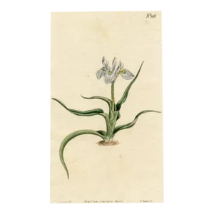 1807, Fringe Tulip Botanical Print, Curtis's Botanical Magazine, Original Antique Botanical Print, Engraving, England