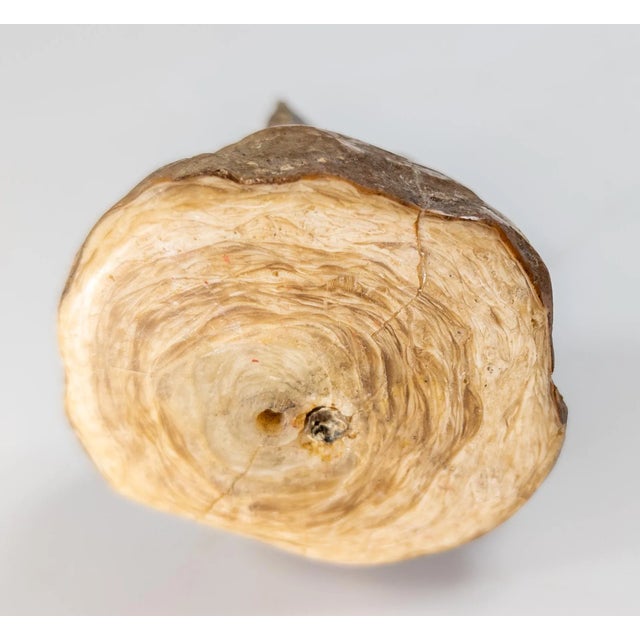 19th Century Bronze Figure of a Ram's Head on Petrified Stone Base, Probably French For Sale - Image 10 of 12