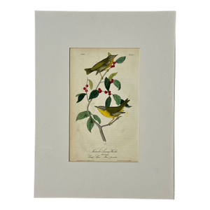 Nashville Swamp Warbler Bird by John James Audubon, 1842