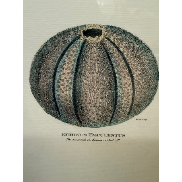 Paragon Echinus Esculentus I & II Art Prints, Set of Two For Sale - Image 4 of 12