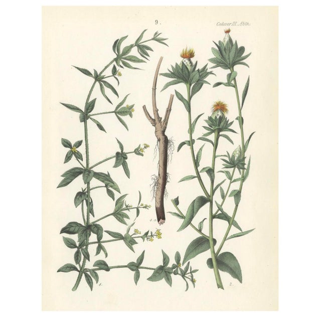 Calwer, Madder and Safflower, 1854, Print For Sale - Image 4 of 4