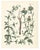 Calwer, Madder and Safflower, 1854, Print For Sale - Image 4 of 4