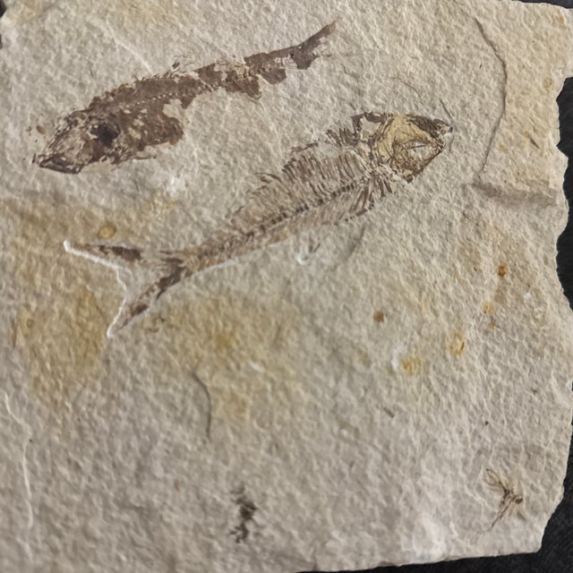 Fossil Plate With Two Extinct Fish a Diplomystus and Knightia For Sale - Image 4 of 4