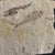 Fossil Plate With Two Extinct Fish a Diplomystus and Knightia For Sale - Image 4 of 4
