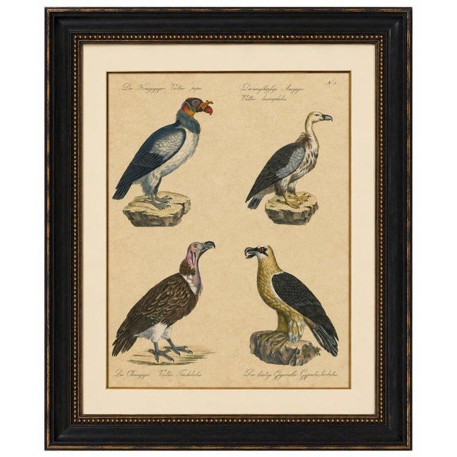 King Vulture, Griffon Vulture & Bearded Vulture Lithograph, 1816 This original hand-colored lithograph presents four of...