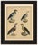 King Vulture, Griffon Vulture & Bearded Vulture Lithograph, 1816 This original hand-colored lithograph presents four of...