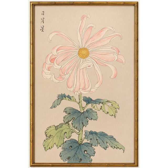 Pink Spider Chrysanthemum by Hasegawa Japanese Botanical Art Print, 40" X 60" For Sale In Buffalo - Image 6 of 10