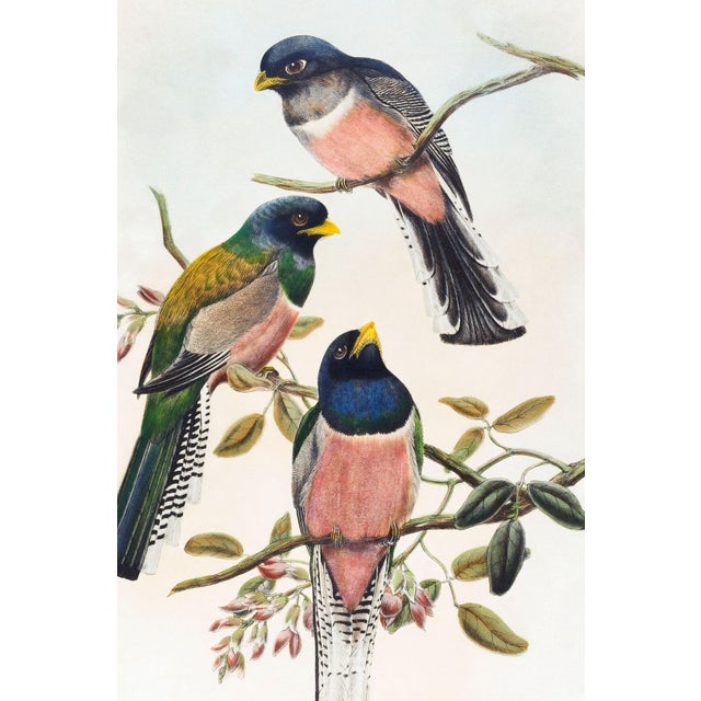Vintage tropical bird artwork reproduced and refined for modern printing. Featuring richly colored trogons perched among...