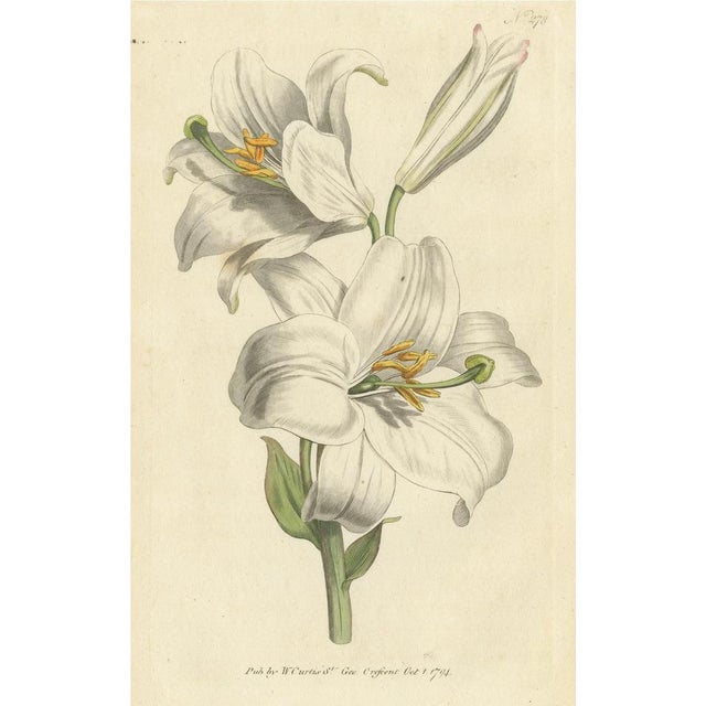 William Curtis, Litium Candidum or White Lily, 1794, Print For Sale - Image 6 of 6