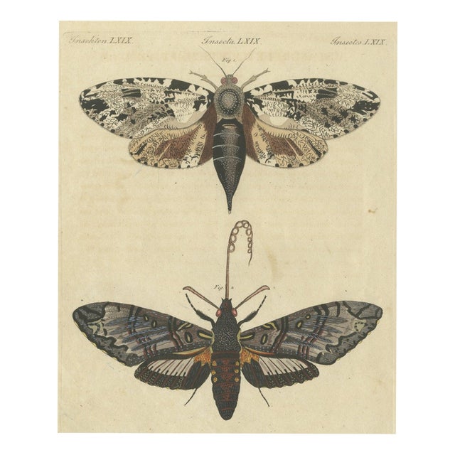 Bertuch, Two Large Exotic Moths, 1815, Print For Sale