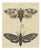 Bertuch, Two Large Exotic Moths, 1815, Print For Sale