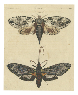 Bertuch, Two Large Exotic Moths, 1815, Print