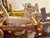 Vintage 1940s Adirondack Western Twig and Bark Handmade Covered Wagon Folk Art With Four Handcarved Wooden Horses and Two Drivers Figures For Sale - Image 11 of 12