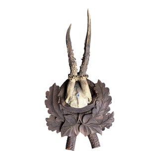 Roe Deer Trophy 240 Black Forest Antlers Decor For Sale