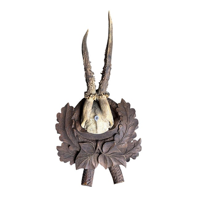 Roe Deer Trophy 240 Black Forest Antlers Decor For Sale