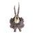 Roe Deer Trophy 240 Black Forest Antlers Decor For Sale