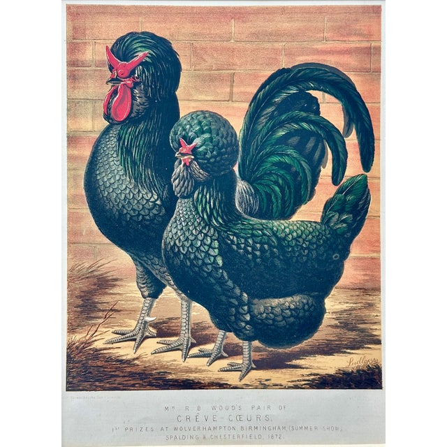 Black Crested Chickens, Original Chromolithograph by Ludlow For Sale - Image 4 of 4