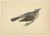 Rev. F. Orpen Morris, Crow, Redwing, Thrush, Fieldfare, 1860s, Prints, Set of 5 For Sale - Image 6 of 7