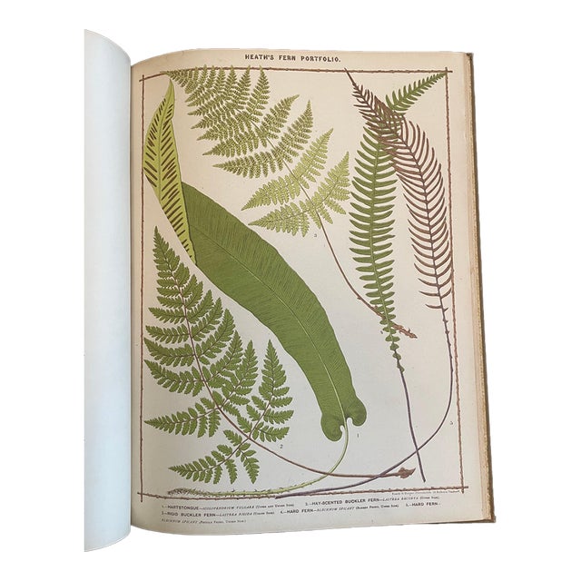 Heath's Fern Portfolio, 1885 Complete With 15 Large Chromolithographs For Sale
