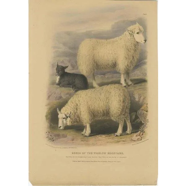 Old colored lithograph by Fairland after W. Nicholson, from "The Breeds of the Domestic Animals of the British Isles" by...