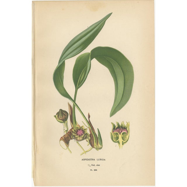 Edward Step, Ixiolirion, Tuberose & Aspidistra, 1897, Chromolithographs, Set of 3 For Sale - Image 4 of 10