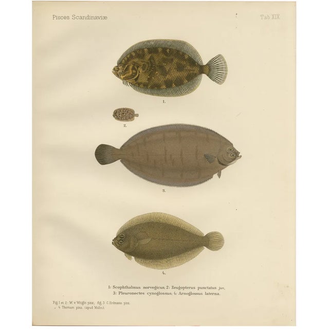 Norwegian Topknot and Spotted Flounder and Scaldfish, 1895, Lithograph For Sale